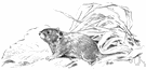 redback vole - any of several voles of mountainous regions of Eurasia and America