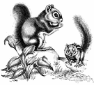 rock squirrel - large grey ground squirrel of rocky areas of the southwestern United States