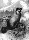 whistling marmot - large North American mountain marmot