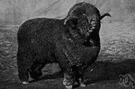 Rambouillet - hardy sheep developed from the merino producing both good mutton and fine wool