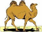 Bactrian camel - two-humped camel of the cold deserts of central Asia