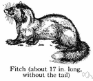 Mustela putorius - dark brown mustelid of woodlands of Eurasia that gives off an unpleasant odor when threatened