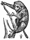 Perodicticus - a genus of Lorisidae