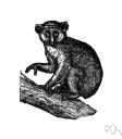 Arctocebus - a genus of Lorisidae