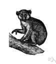 genus Arctocebus - a genus of Lorisidae