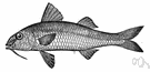 Mullus surmuletus - brightly colored tropical fishes with chin barbels