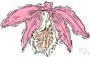 genus Pleione