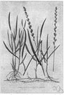 Agropyron repens - European grass spreading rapidly by creeping rhizomes