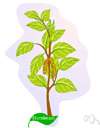 hornbeam