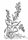 gand flower - small European perennial with numerous branches having racemes of blue, pink or white flowers