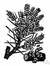 tragacanth - a gum used in pharmacy, adhesives, and textile printing