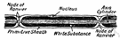 myelinated - (of neurons) covered with a layer of myelin