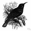 Meliphagidae - honey eaters