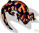 Heloderma horridum - lizard with black and yellowish beadlike scales