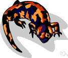 Mexican beaded lizard - lizard with black and yellowish beadlike scales