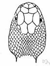 Sistrurus - pygmy rattlesnakes