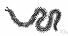 Geophilus - type genus of the Geophilidae: a cosmopolitan genus of centipedes sometimes called earwigs