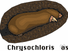 Chrysochloris - type genus of the Chrysochloridae