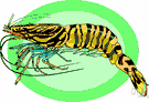 tropical prawn - edible tropical and warm-water prawn