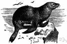 eared seal - pinniped mammal having external ear flaps and hind limbs used for locomotion on land