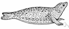 harbor seal - small spotted seal of coastal waters of the northern hemisphere