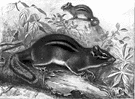 striped squirrel - small striped semiterrestrial eastern American squirrel with cheek pouches