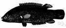 acanthopterygian - a teleost fish with fins that are supported by sharp inflexible rays