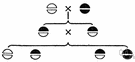 recessive gene - gene that produces its characteristic phenotype only when its allele is identical