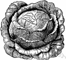 Brassica oleracea - any of various cultivars of the genus Brassica oleracea grown for their edible leaves or flowers