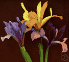 xiphium iris - bulbous iris of western Mediterranean region having usually violet-purple flowers