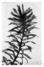 Elodea densa - aquatic plant with deep green foliage useful to oxygenate an aquarium