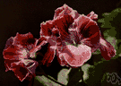 pelargonium - geraniums native chiefly to South Africa