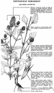 Monarda citriodora - an annual horsemint of central and western United States and northern Mexico
