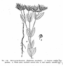 snow-in-summer - annual spurge of western United States having showy white-bracted flower clusters and very poisonous milk