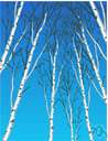 betulaceous - of or pertaining to or characteristic of trees of the birch family
