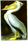 Pelecanus erythrorhynchos - large American pelican