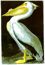 white pelican - large American pelican