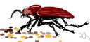 family Anobiidae - deathwatch beetles