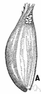 Grain moth - moth whose larvae feed on grain
