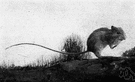 Zapus - type genus of the Zapodidae