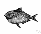 New World opah - from Nova Scotia to West Indies and Gulf of Mexico