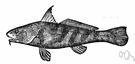 Menticirrhus littoralis - a dull silvery whiting of southern Atlantic and Gulf Coasts of the United States