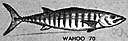 Acanthocybium - wahoos