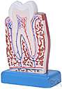 back tooth - a tooth situated at the back of the mouth