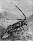 spiny lobster - warm-water lobsters without claws