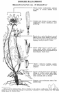 balsamroot - a plant of the genus Balsamorhiza having downy leaves in a basal rosette and yellow flowers and long balsam-scented taproots