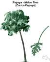 papaya tree - tropical American shrub or small tree having huge deeply palmately cleft leaves and large oblong yellow fruit