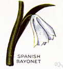 Yucca baccata - tall yucca of the southwestern United States and Mexico having a woody stem and stiff swordlike pointed leaves and a large cluster of white flowers