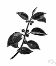 Rhamnus frangula - small tree common in Europe