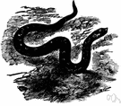 Heterodon - a genus of small colubrid snakes containing the North American hognose snakes